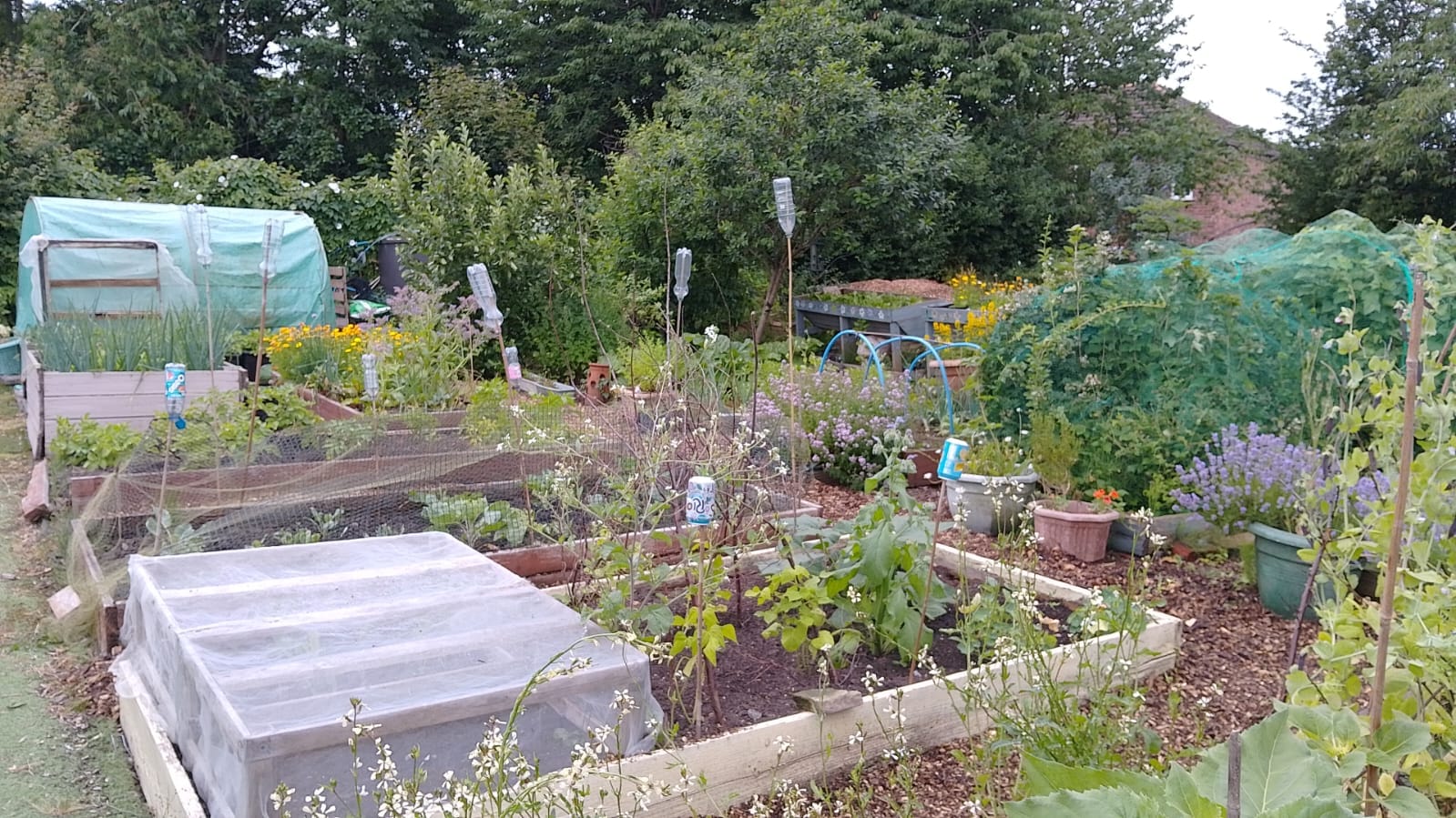The allotment flourishing in June