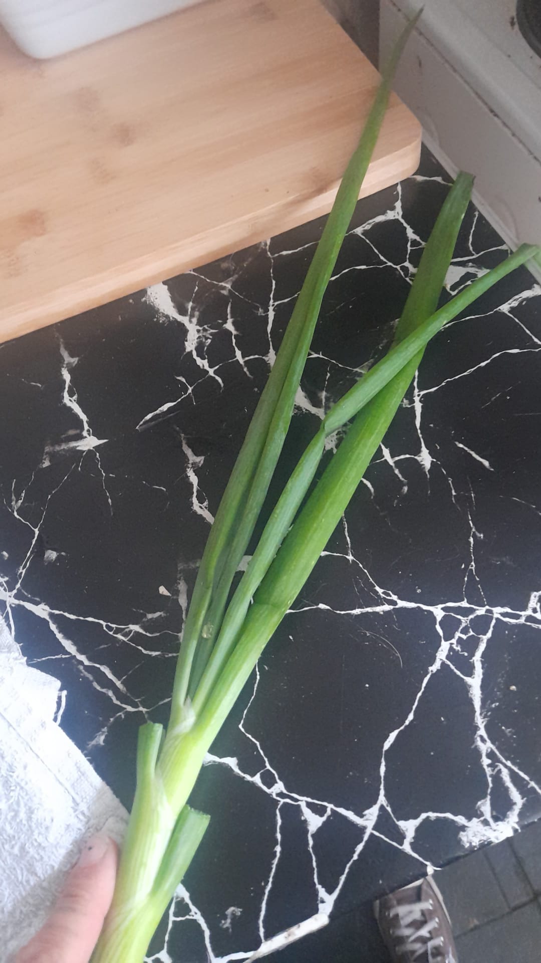 The green stem of a white onion grown on the plot